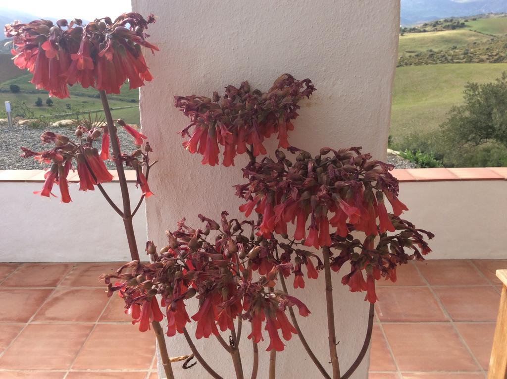 דירות אלורה Casa Al Cerro מראה חיצוני תמונה